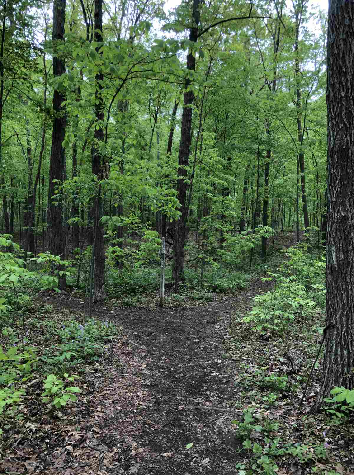 Loop trail east or south split