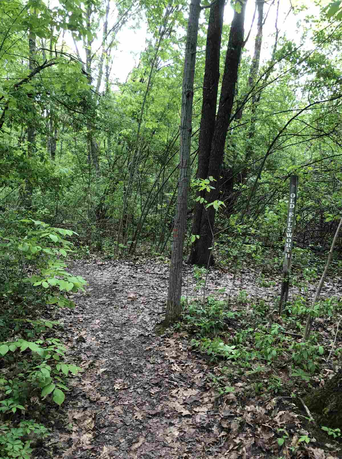 Loop trail or Ellsworth split