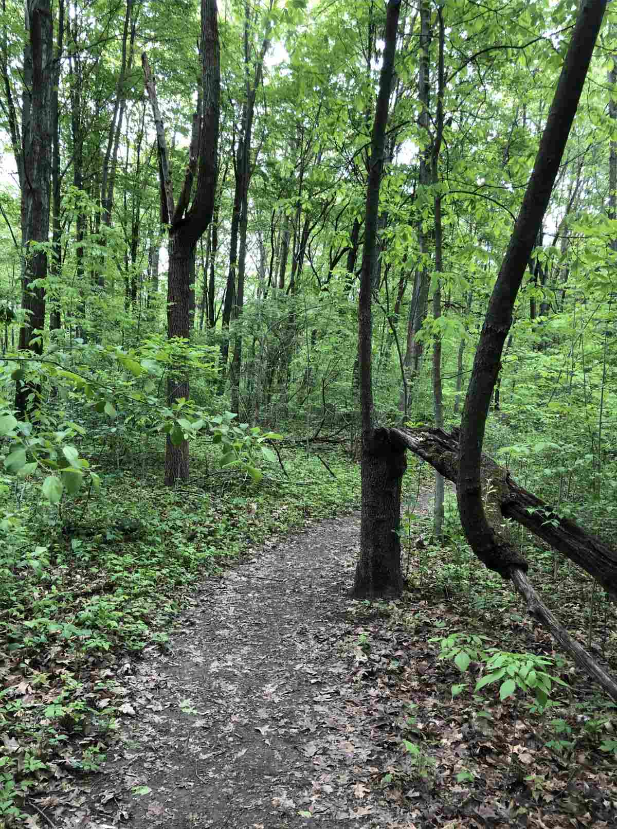 Loop trail, looking at half downed tree.