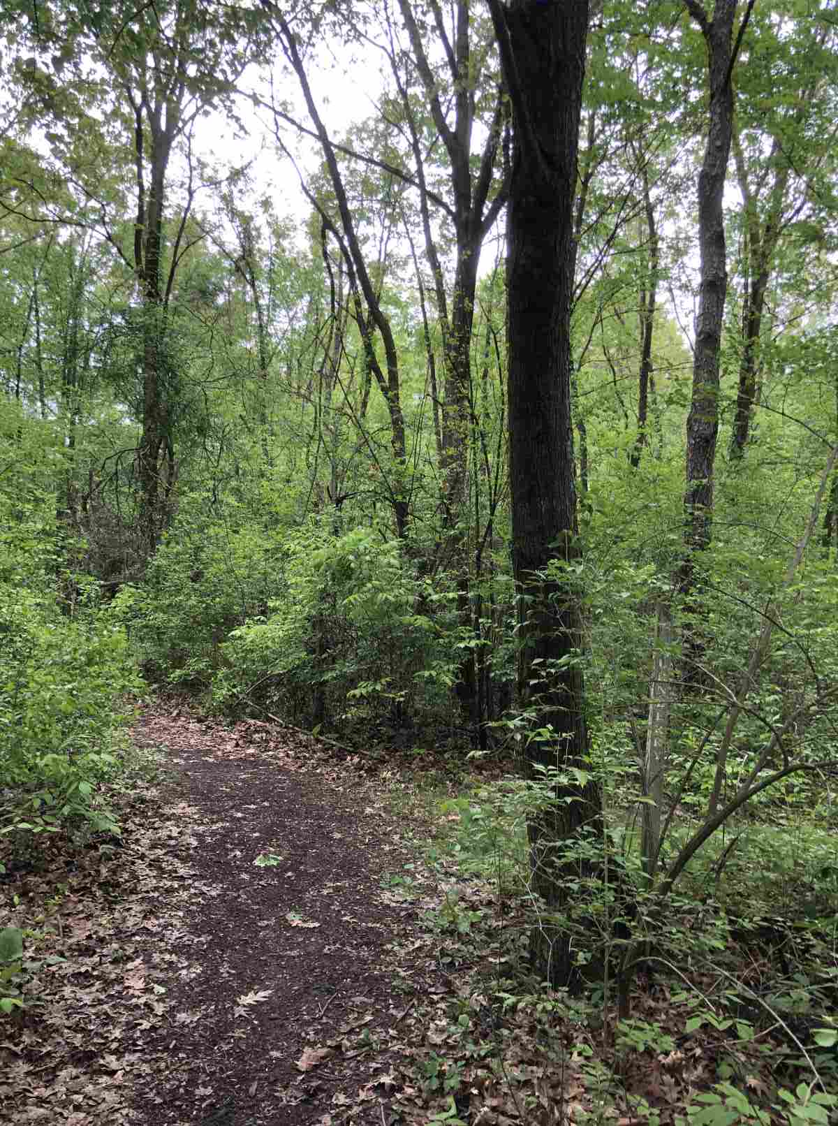 Loop trail or Turnberry split