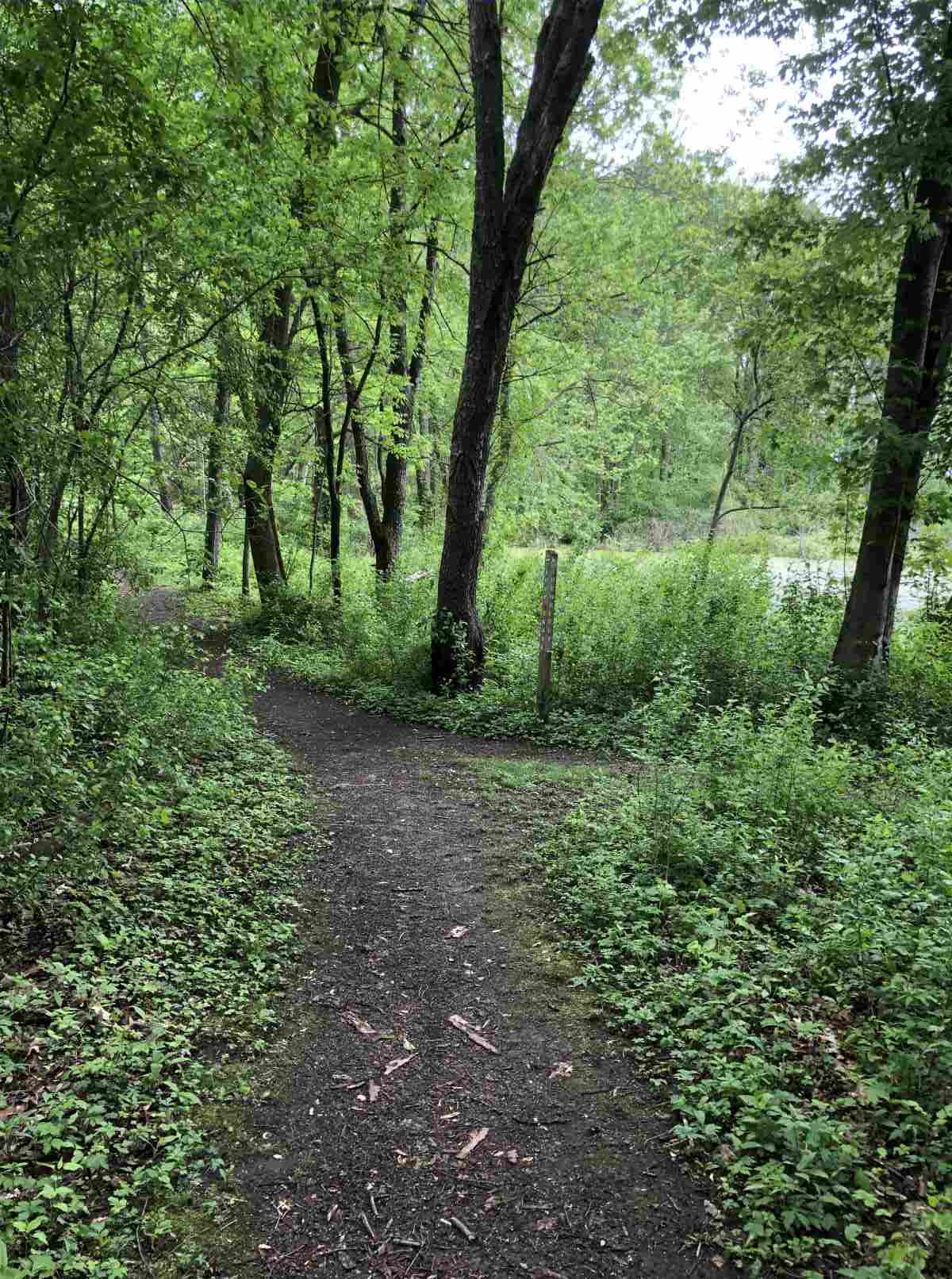Approaching the pond
