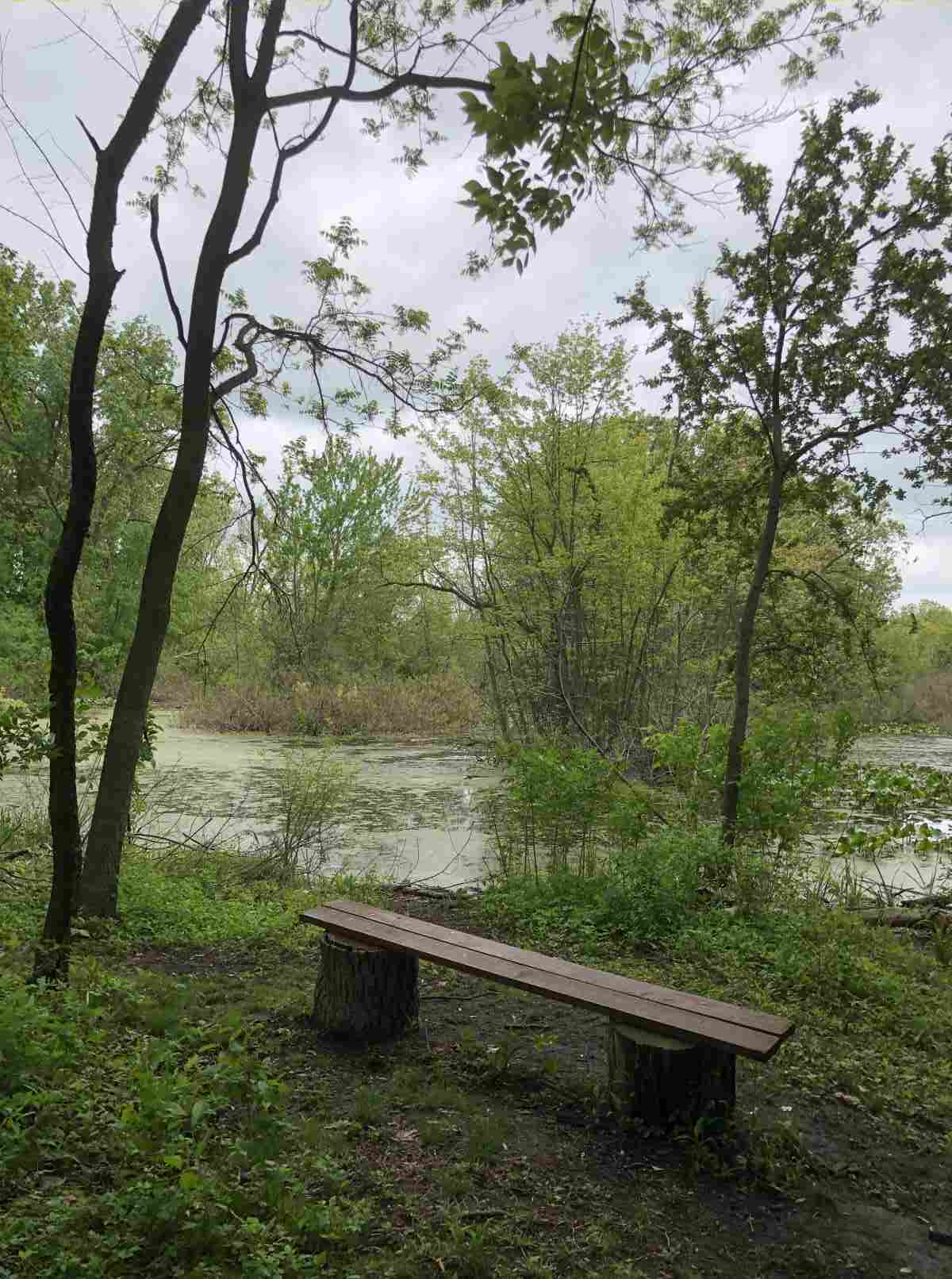 Looking at the pond from the loop trail