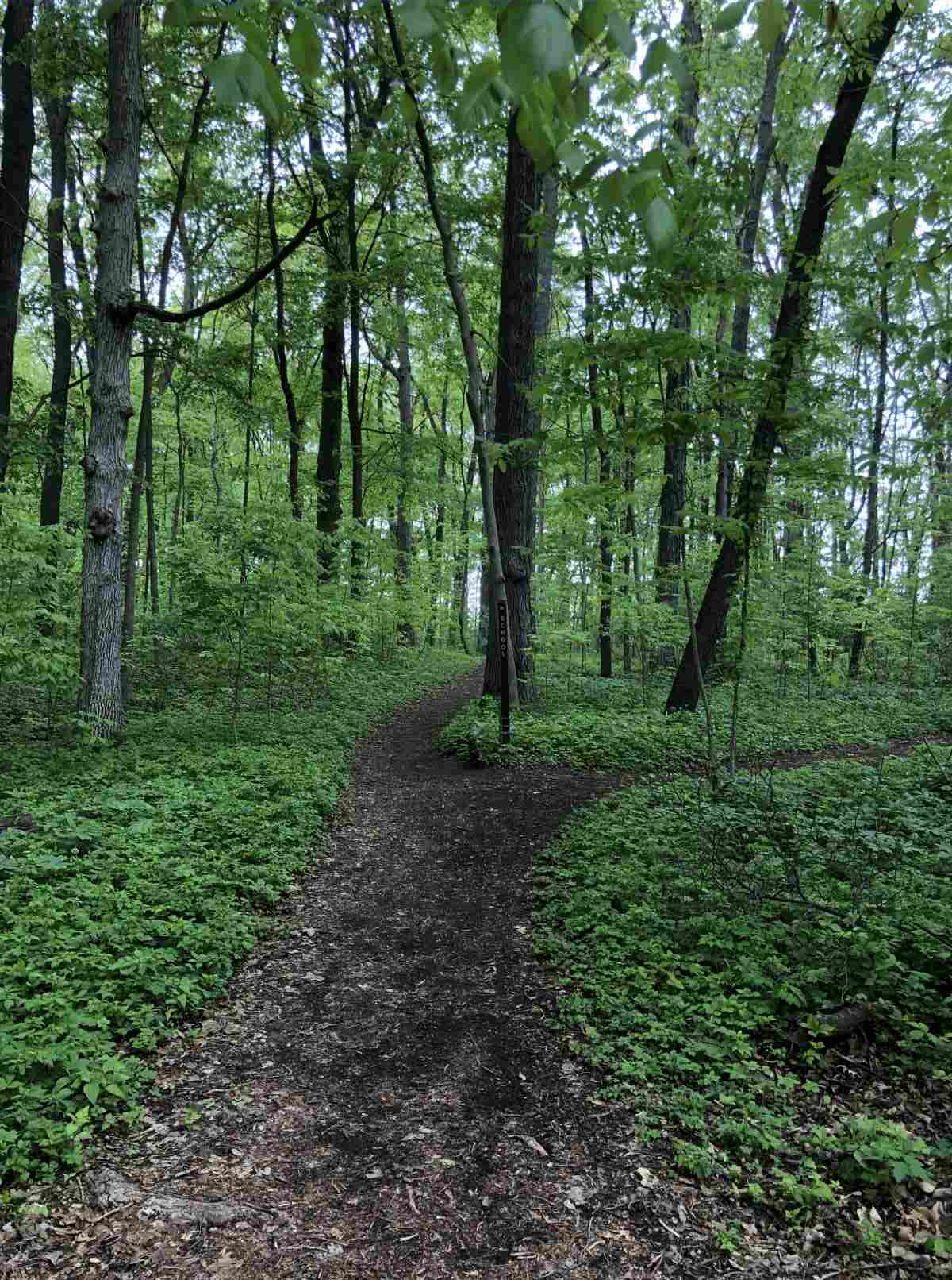 Loop trail or School split