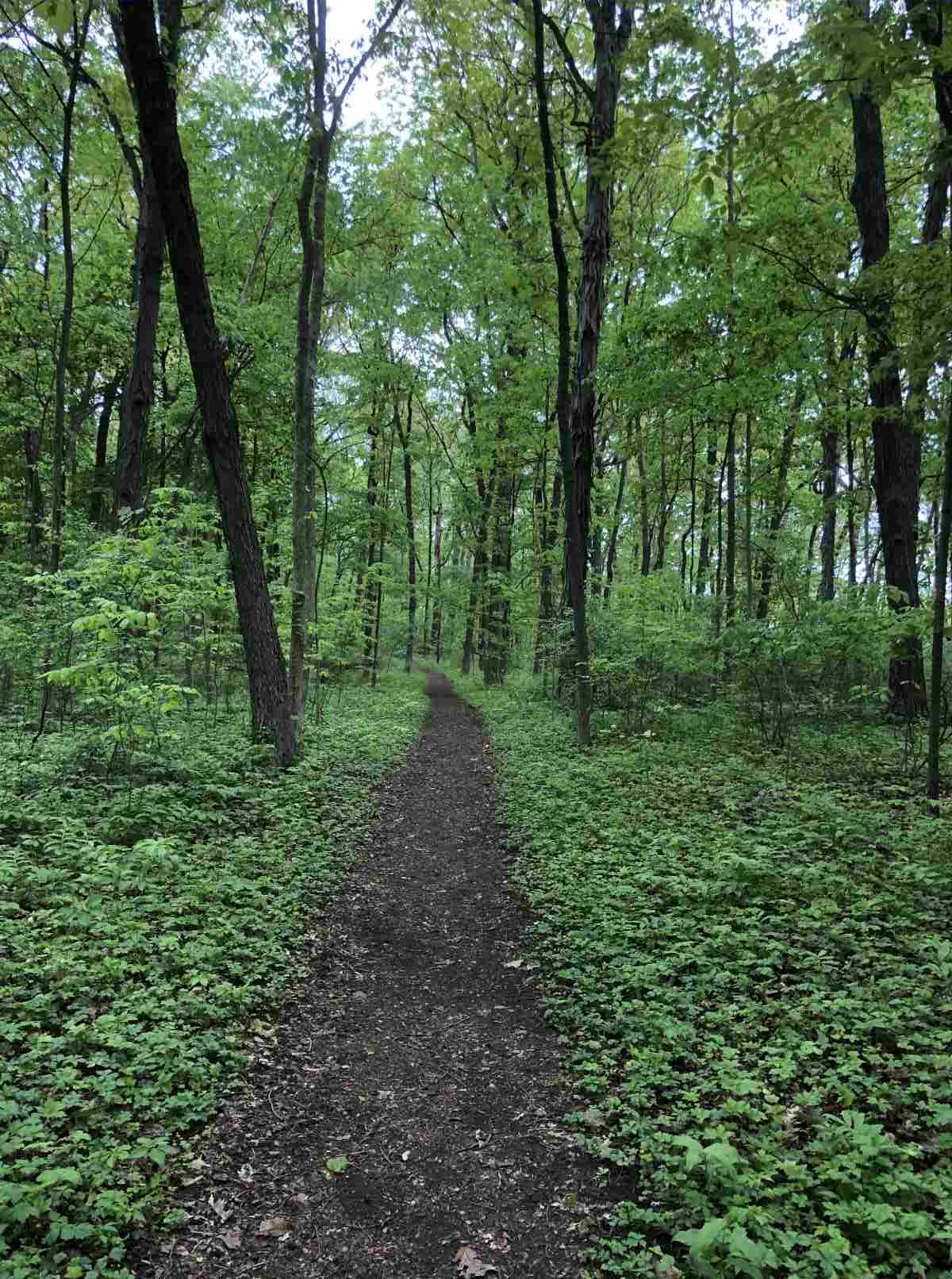 Loop trail heading towards the entrance
