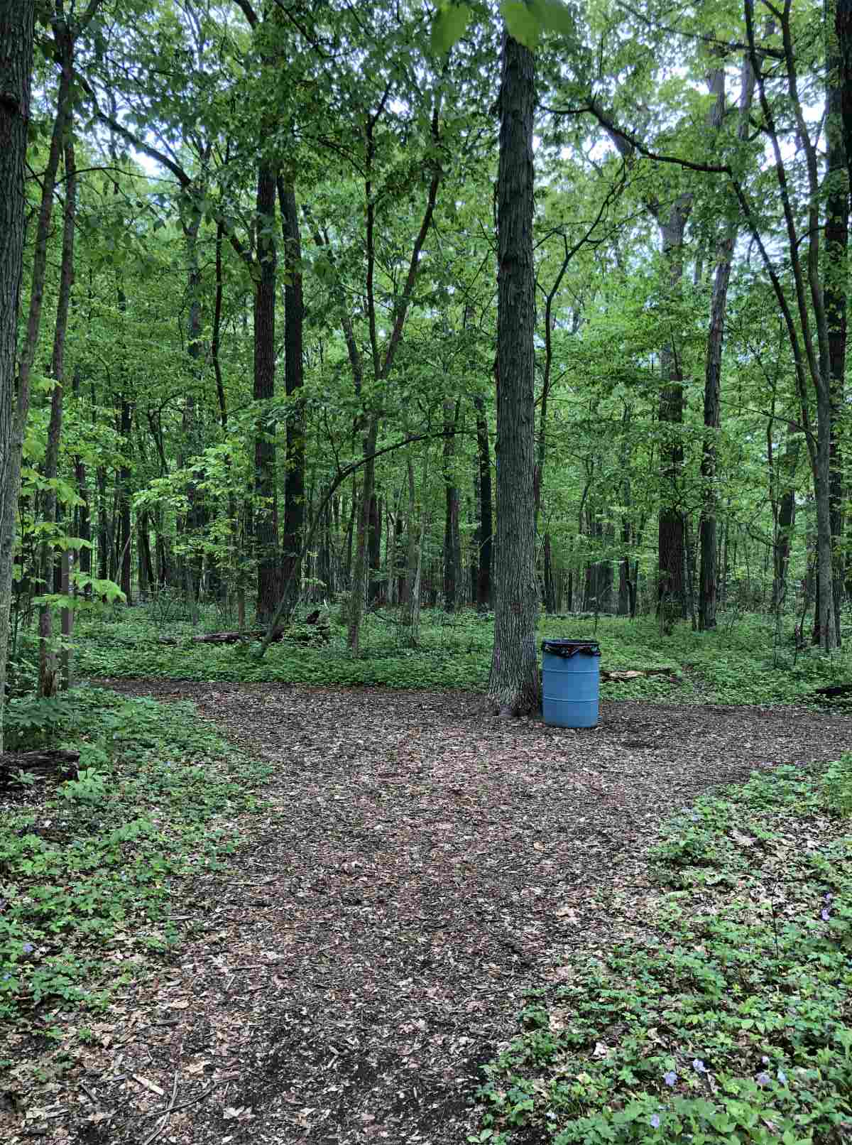 Back to the pond or south trail split 