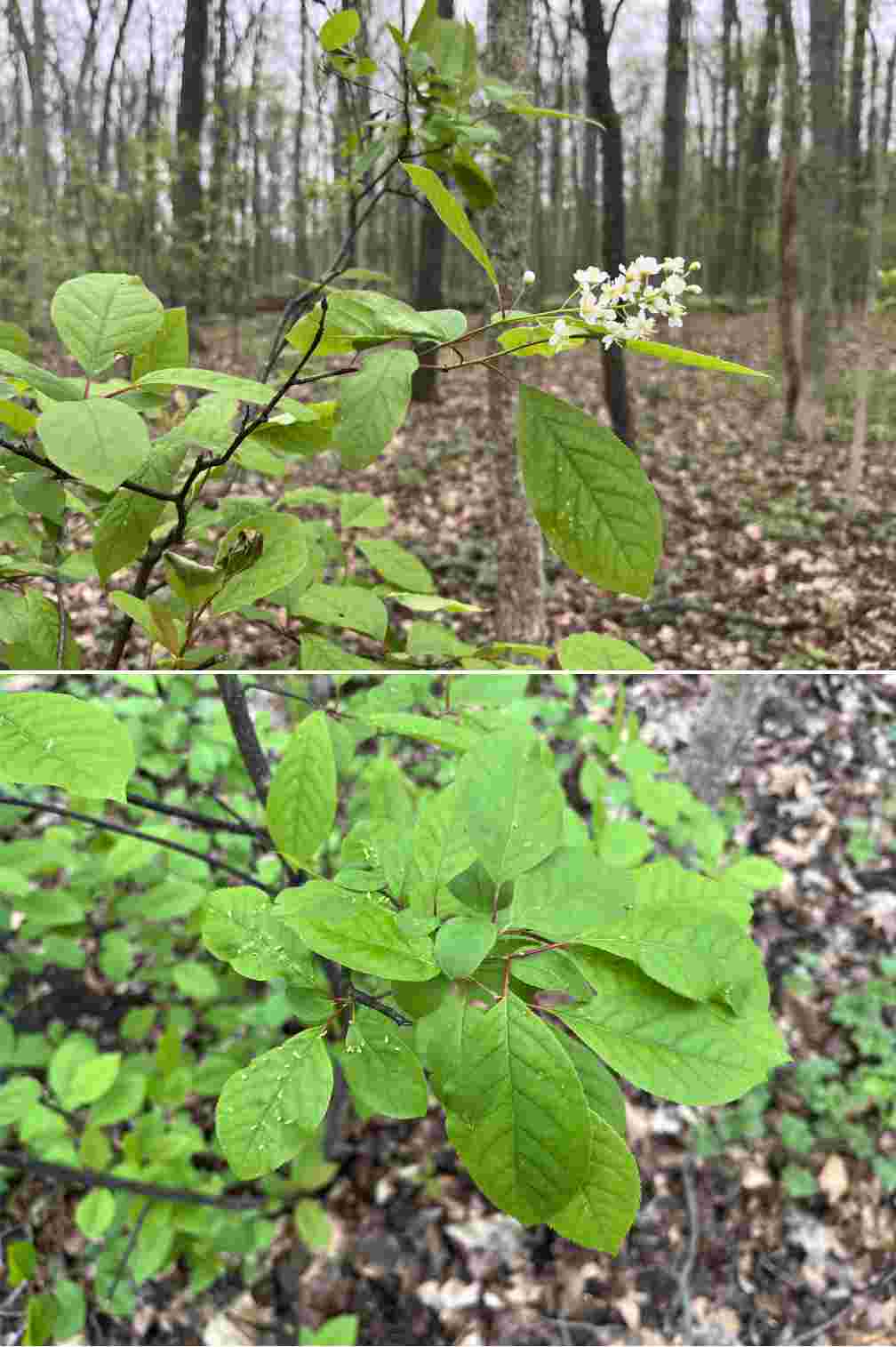 Chokecherry
