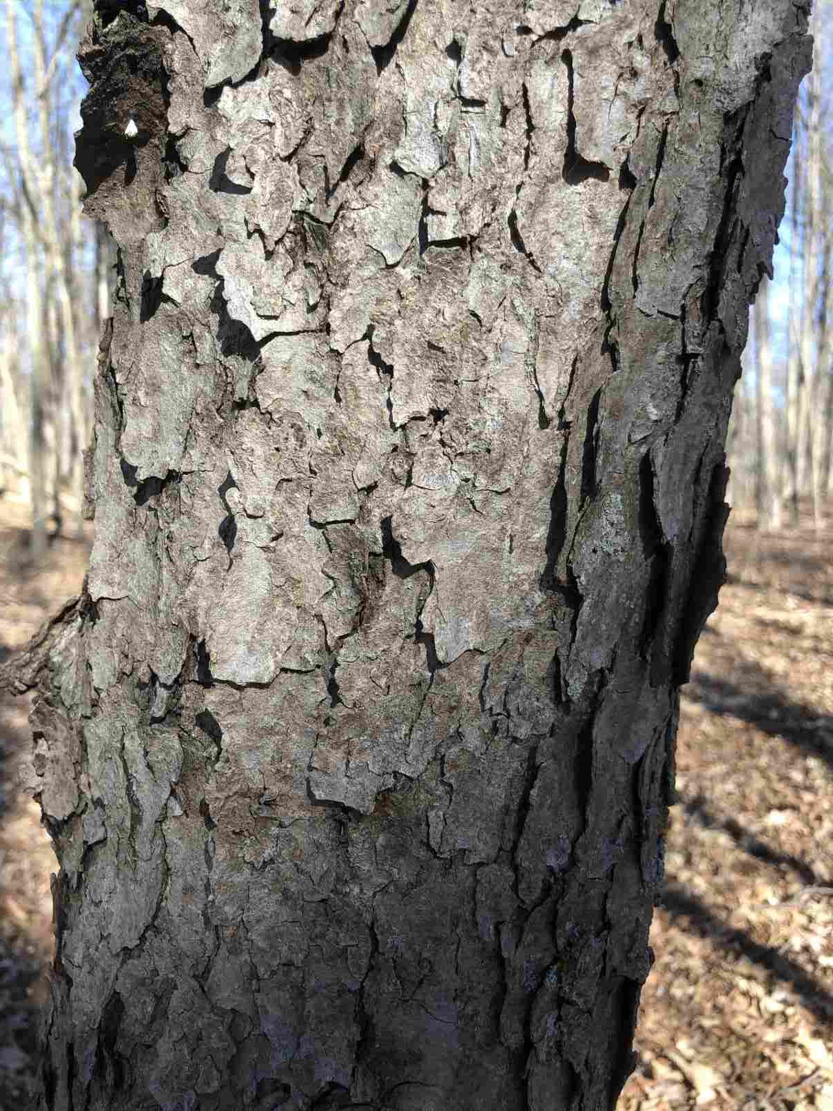 Black Cherry bark